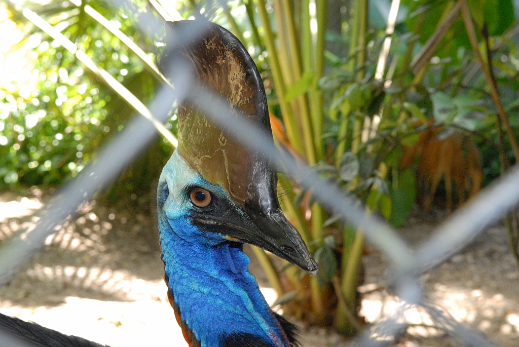 0729 Birdworld Kuranda.jpg